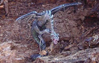 A miniature wyvern figurine painted by Kevin Kirst.